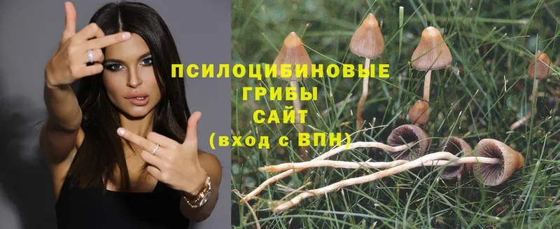 закладка  omg как войти  Псилоцибиновые грибы Psilocybe  Томск 